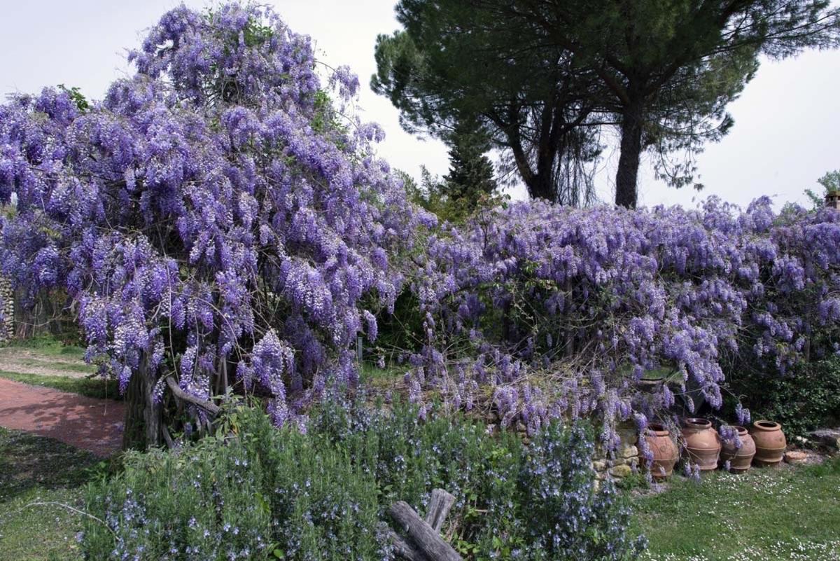 Mercatale Val Di PesaMolino In Chianti别墅 外观 照片